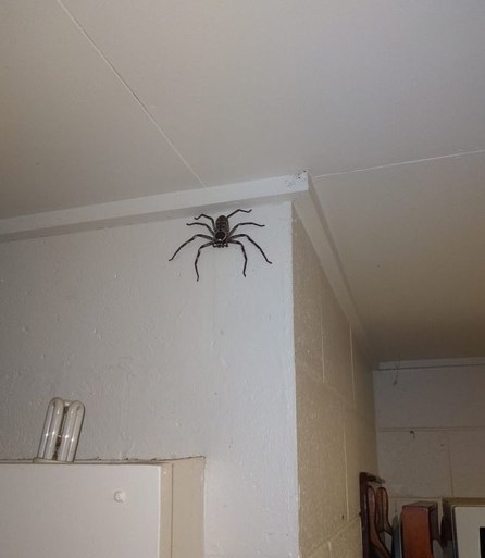 Een jaar geleden liet Jake een spin in zijn huis leven. Nu woont hij samen met een monster: “Kerel, jouw huis is nu eigendom van die spin”