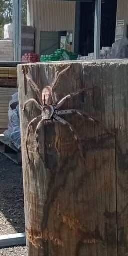 Een jaar geleden liet Jake een spin in zijn huis leven. Nu woont hij samen met een monster: “Kerel, jouw huis is nu eigendom van die spin”