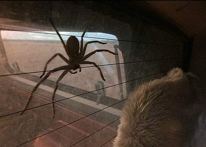 Een jaar geleden liet Jake een spin in zijn huis leven. Nu woont hij samen met een monster: “Kerel, jouw huis is nu eigendom van die spin”