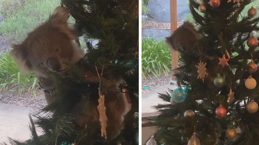 And then suddenly a koala hangs in your Christmas tree