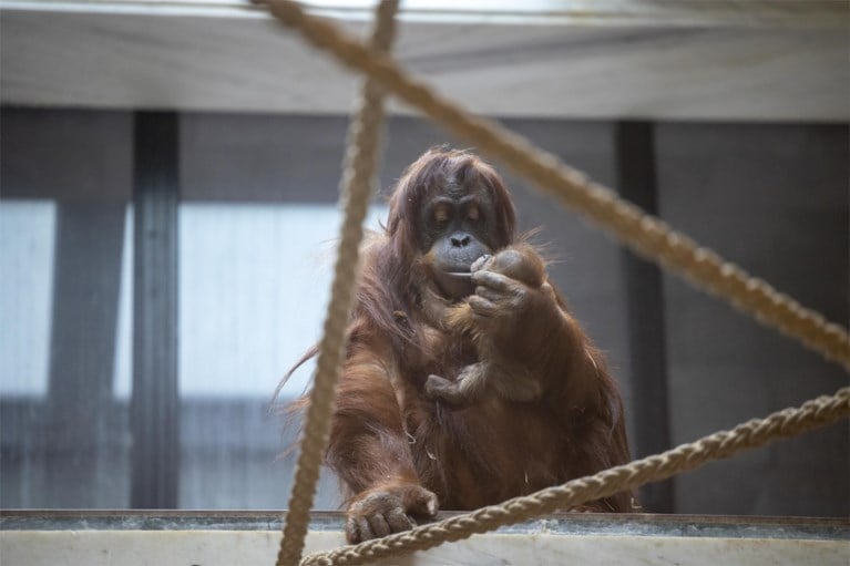 Orang-oetan geboren in Pairi Daiza