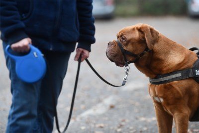 Boete Voor Baasjes Met Loslopende Hond Het Nieuwsblad Mobile