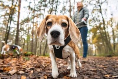 Mogen Honden Loslopen Lokale Politie Leuven