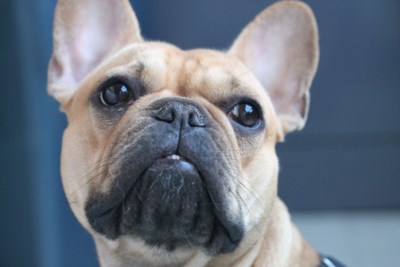 Loois Koppel Veroordeeld Nadat Hun Verwaarloosde Hond Zich D Tessenderlo Het Nieuwsblad Mobile