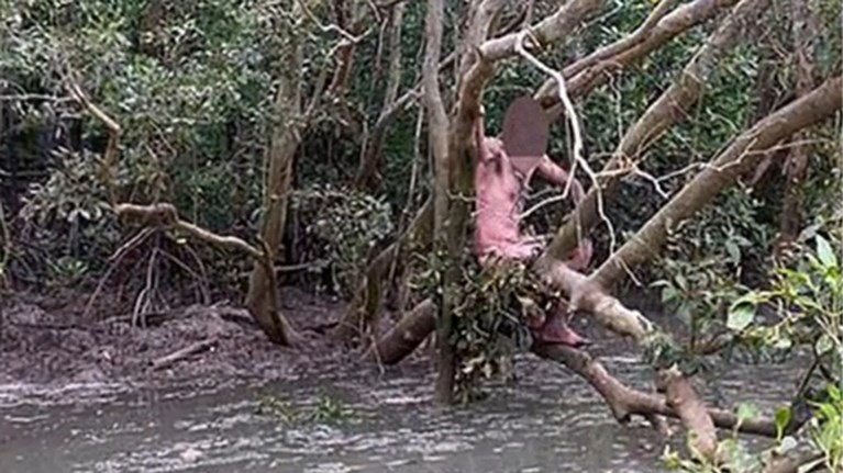 Dan toch beter achter tralies: voortvluchtige hangt naakt in boom boven krokodillen