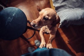 Vuile poten van een vrolijk opspringende hond op je kleren? De dierendokter weet raad