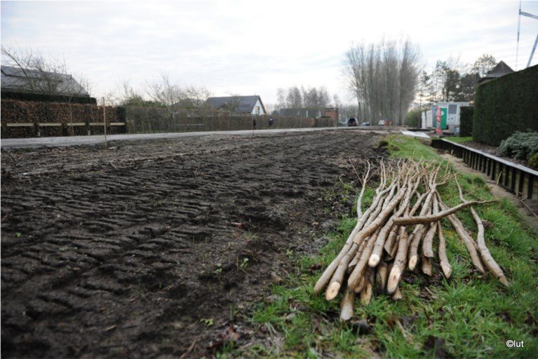 FOTO. 140 jonge populieren geplant, sommigen zelfs al twee keer