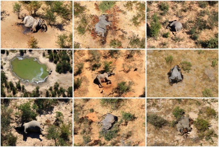 Vermoedelijke oorzaak van massale olifantensterfte in Botswana ontdekt