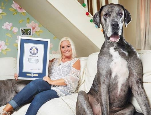 Grootste hond ter wereld is overleden - Het Nieuwsblad