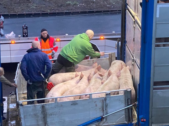 Varkens sterven in vrachtwagen die vuur vat op E19