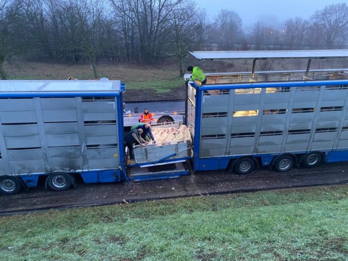 Varkens sterven in vrachtwagen die vuur vat op E19