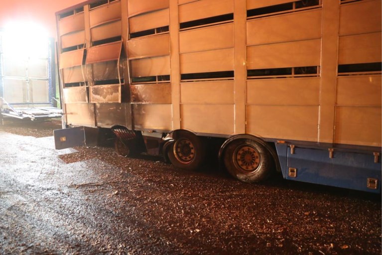 Varkens sterven in vrachtwagen die vuur vat op E19