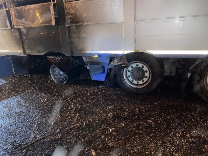 Varkens sterven in vrachtwagen die vuur vat op E19