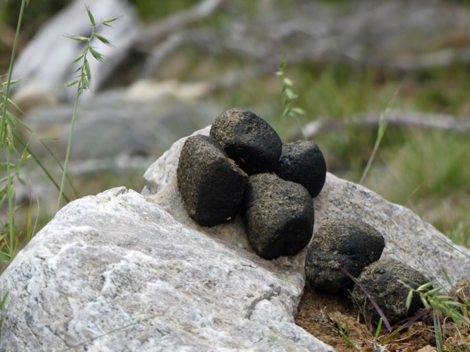 Een van de grote mysteries uit de natuur ontrafeld: waarom kakt een wombat kubusjes?