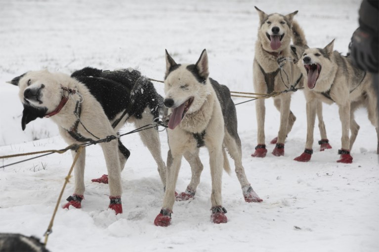 Wereldkampioen sledehonden racen traint nu husky’s in Vlaamse sneeuw: “Als ze rillen, is dat van opwinding”
