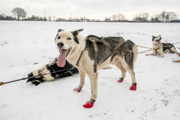 Wereldkampioen sledehonden racen traint nu husky’s in Vlaamse sneeuw: “Als ze rillen, is dat van opwinding”