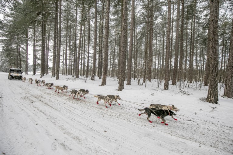 Wereldkampioen sledehonden racen traint nu husky’s in Vlaamse sneeuw: “Als ze rillen, is dat van opwinding”