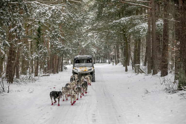 Wereldkampioen sledehonden racen traint nu husky’s in Vlaamse sneeuw: “Als ze rillen, is dat van opwinding”