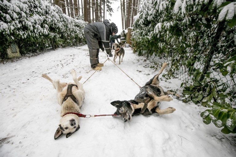Wereldkampioen sledehonden racen traint nu husky’s in Vlaamse sneeuw: “Als ze rillen, is dat van opwinding”
