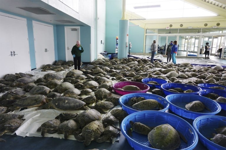 Duizenden schildpadden mogen opwarmen in congrescentrum