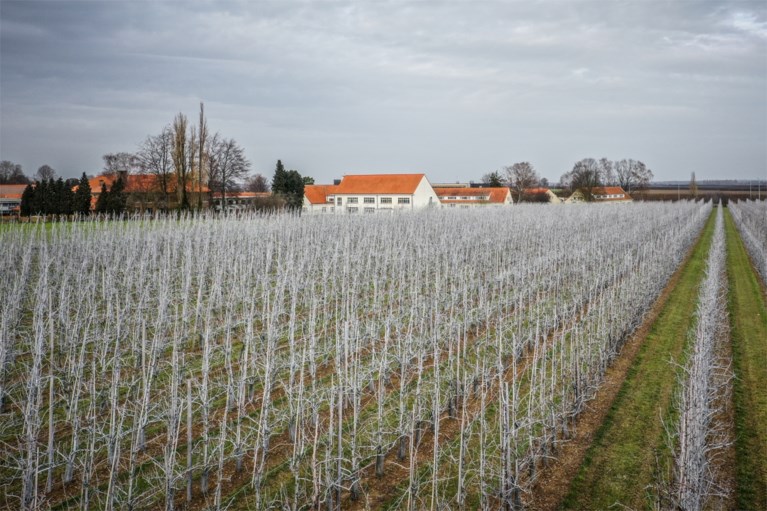 Waarom er overal witte perenbomen te zien zijn in Haspengouw
