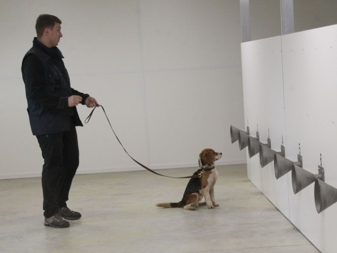 KV Oostende werkt mee aan proefproject met honden om Covid-19 op te sporen: “Soms acht dagen sneller dan PCR-test”