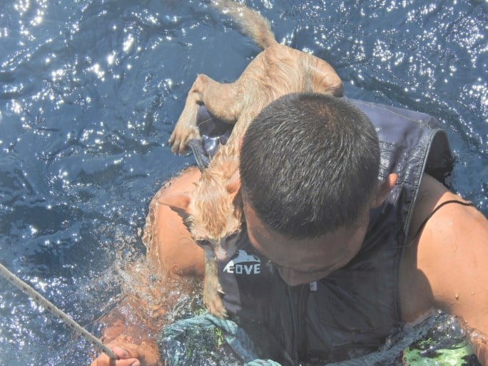 Matroos aarzelt niet om katjes van brandende boot te redden