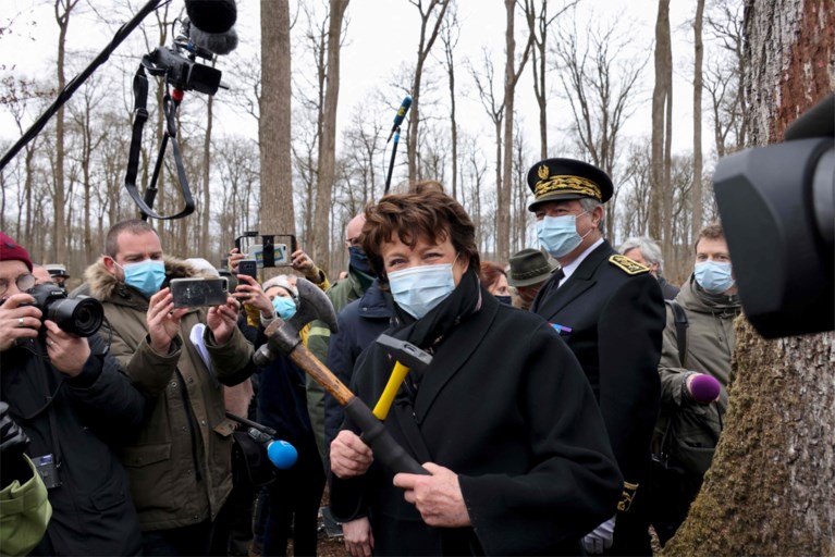 Eeuwenoude eiken die moeten sneuvelen voor vernielde Notre-Dame verdelen Frankrijk: “Ecologische moord”