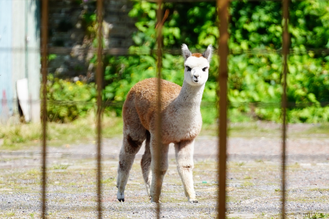 twee alpaca s weggehaald uit drukke woonwijk onder luid pro gent het nieuwsblad mobile