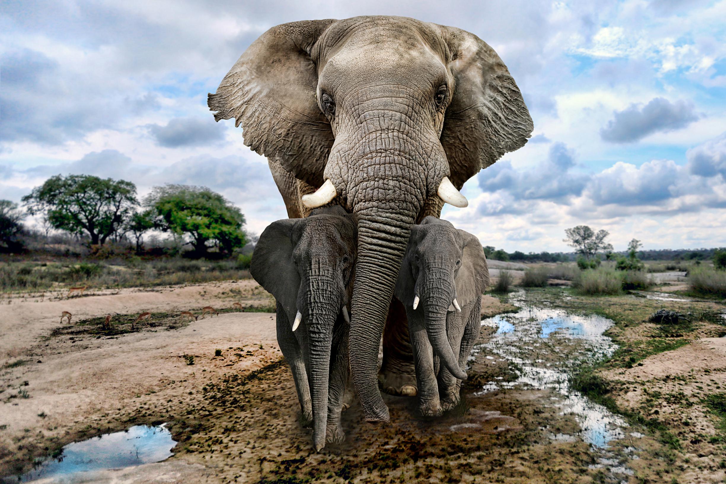 Geestelijk Herkenning Helm Afrikaanse olifanten hebben status van bedreigde en ernstig bedreigde  diersoort | Het Nieuwsblad Mobile