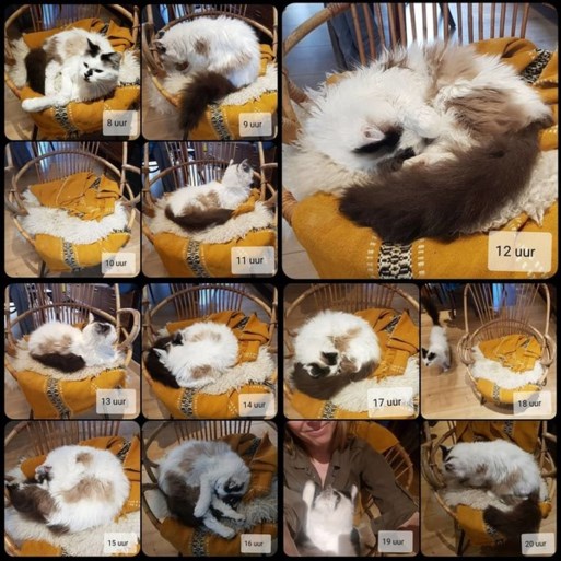 Hou een dagboek bij voor de kat, en nog 4 andere activiteiten voor vandaag