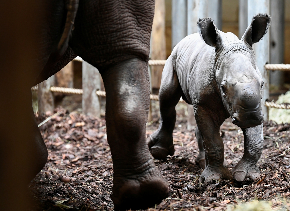 Once almost extinct, now least threatened: rhino again …