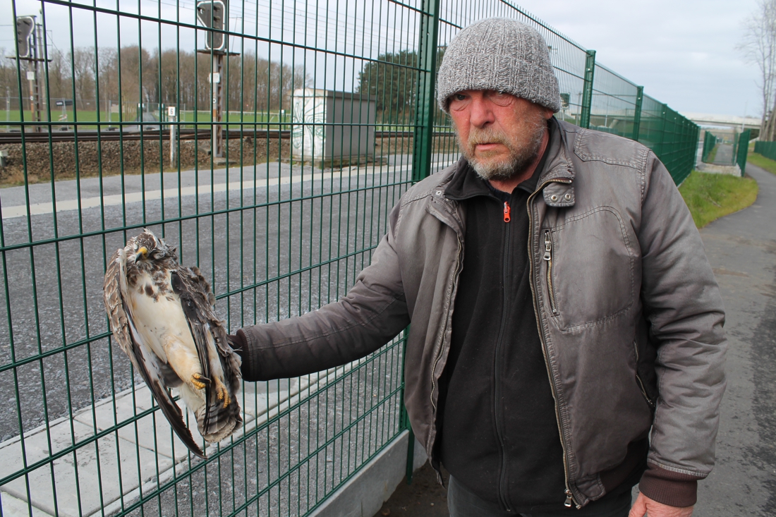 Roofvogels vliegen te pletter tegen nieuwe spoorafsluiting: “De vogels zien misschien wel de palen, maar de draad duidelijk niet”