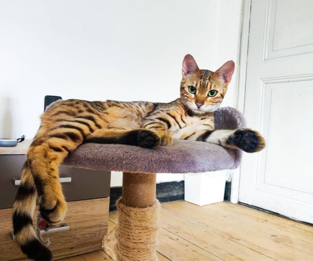 Baasje gaf drieduizend euro voor vermiste kat Cleo, maar verhaal kent geen goed einde