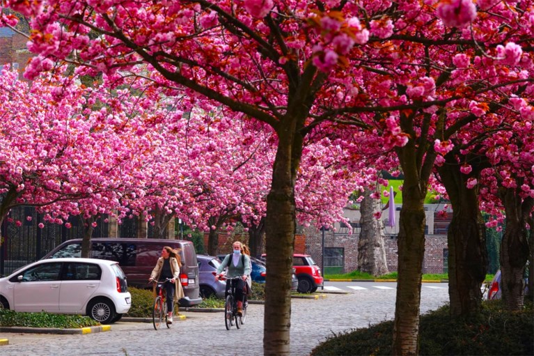Roze explosie in Gent: bloemenpracht geeft parken en straten prachtig kleurtje