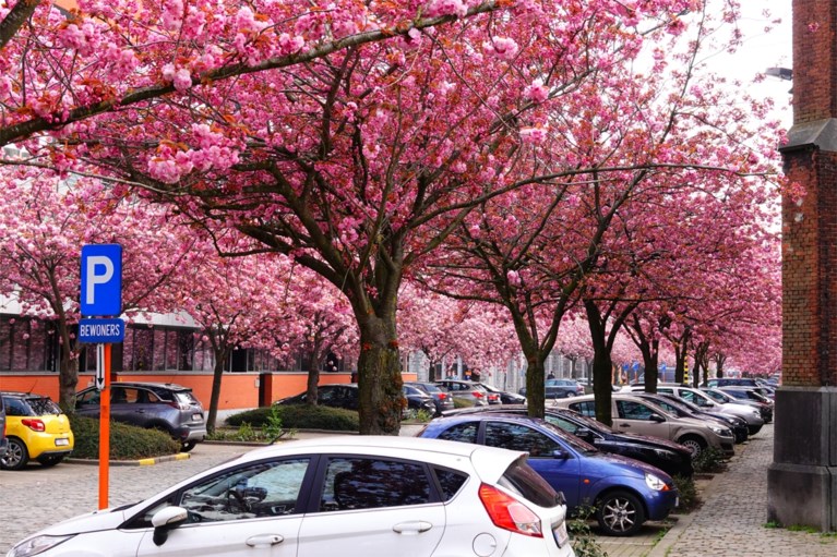 Roze explosie in Gent: bloemenpracht geeft parken en straten prachtig kleurtje