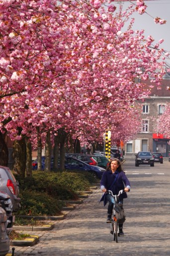Roze explosie in Gent: bloemenpracht geeft parken en straten prachtig kleurtje