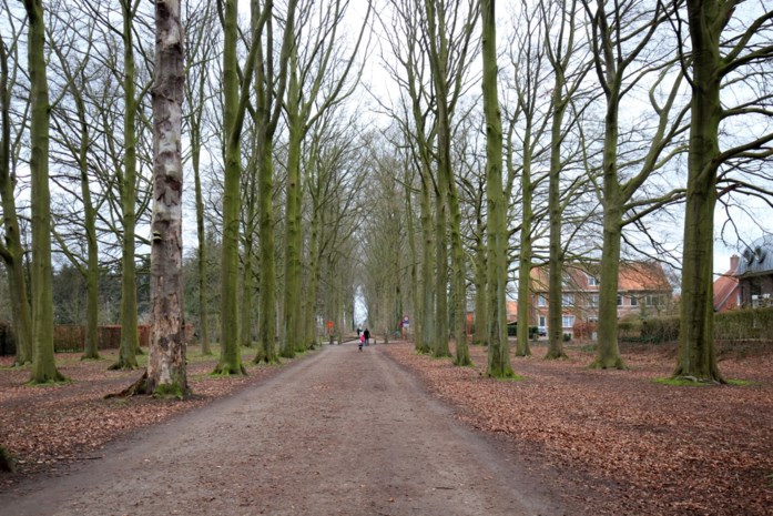 Historische bomendreef wordt vervangen omwille van NAVO-kerosineleiding
