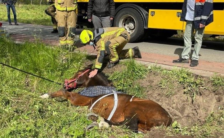 Brandweer redt vastzittend paard met graafmachine uit gracht