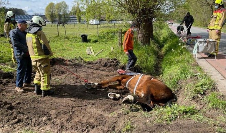 Brandweer redt vastzittend paard met graafmachine uit gracht