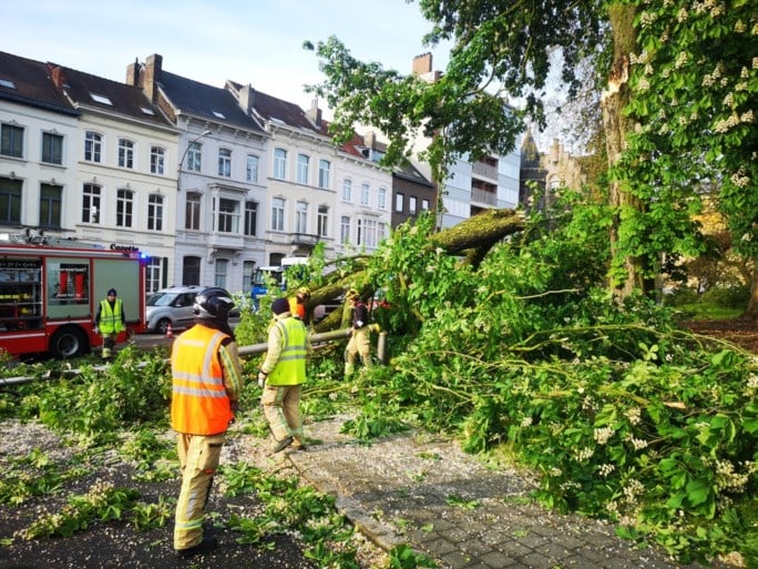 Enorme afgebroken boomtak zorgt voor verkeershinder aan Heuvelpoort