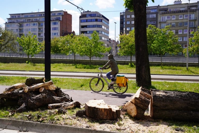 Statige paardenkastanjes gekapt aan Zuidpark: “Doodjammer, maar geen andere optie”