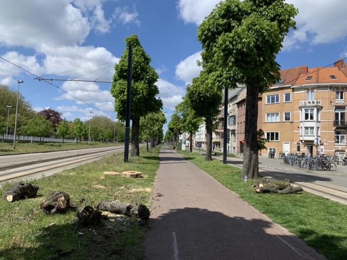 Statige paardenkastanjes gekapt aan Zuidpark: “Doodjammer, maar geen andere optie”