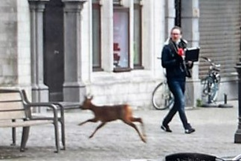 Ree huppelt plots op Antwerpse Grote Markt en zwemt later Schelde over