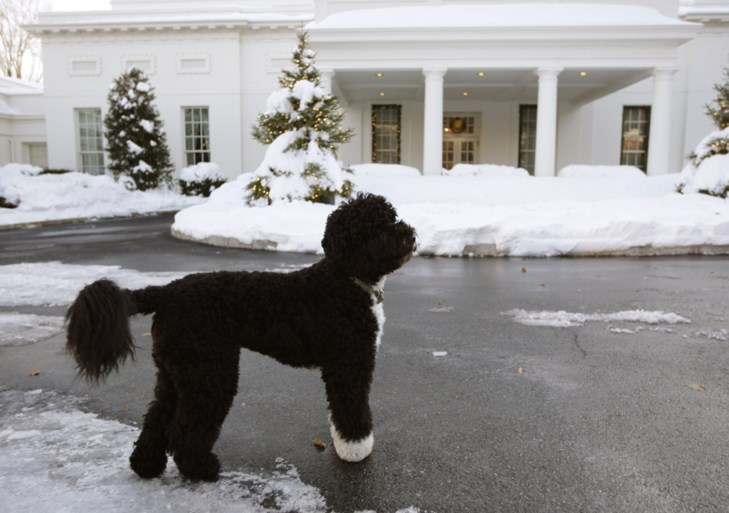 Familie-Obama rouwt om trouwe viervoeter: “Hij was exact wat we nodig hadden, en meer dan we ooit konden verwachten”