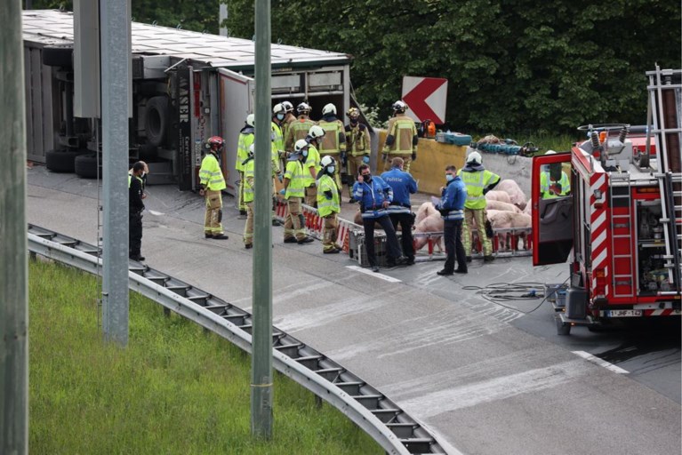 Vrachtwagen vol varkens gekanteld: tientallen dieren overleden