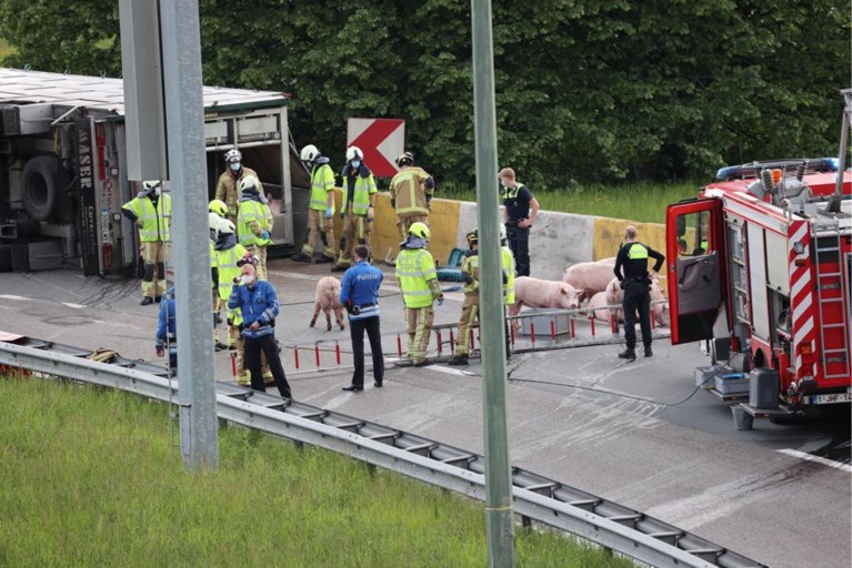 Vrachtwagen vol varkens gekanteld: tientallen dieren overleden