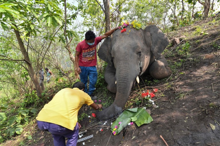 18 olifanten dood teruggevonden in India: alles wijst op blikseminslag