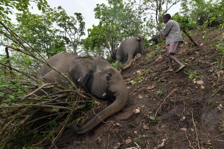 18 olifanten dood teruggevonden in India: alles wijst op blikseminslag