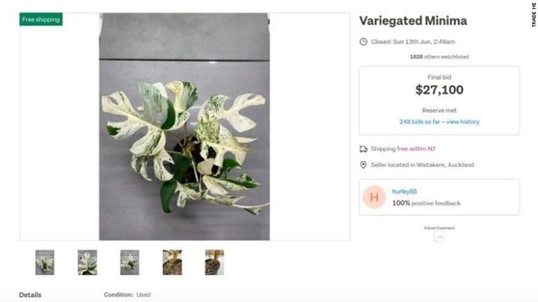 ‘Zeldzame’ kamerplant met 9 bladeren geveild voor 19.297 dollar